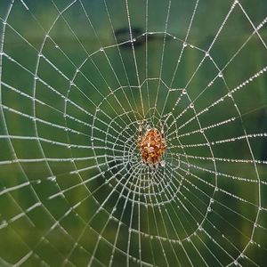 Close-up of spider on web