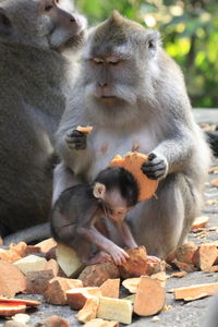 Monkey family at lunch