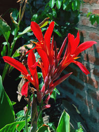 Close-up of red flowering plant