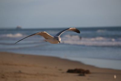 Seagull flying over the beach