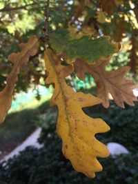 Close-up of leaves on branch