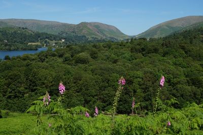 Scenic view of flowering plants and mountains against sky