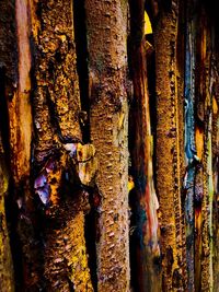 Close-up of tree trunk