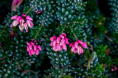 Close-up of pink flowering plant