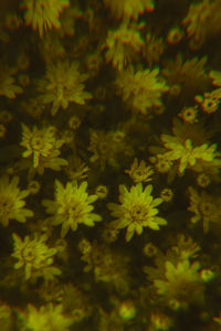 Full frame shot of flowering plants