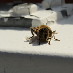 Close-up of insect