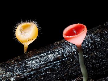 Close-up of mushroom growing against black background