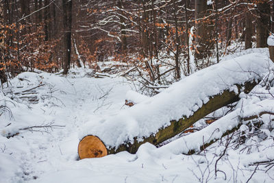 Snow covered land and trees in forest