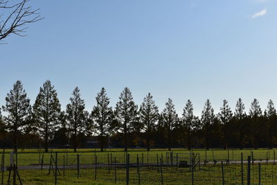 Scenic view of field against clear sky