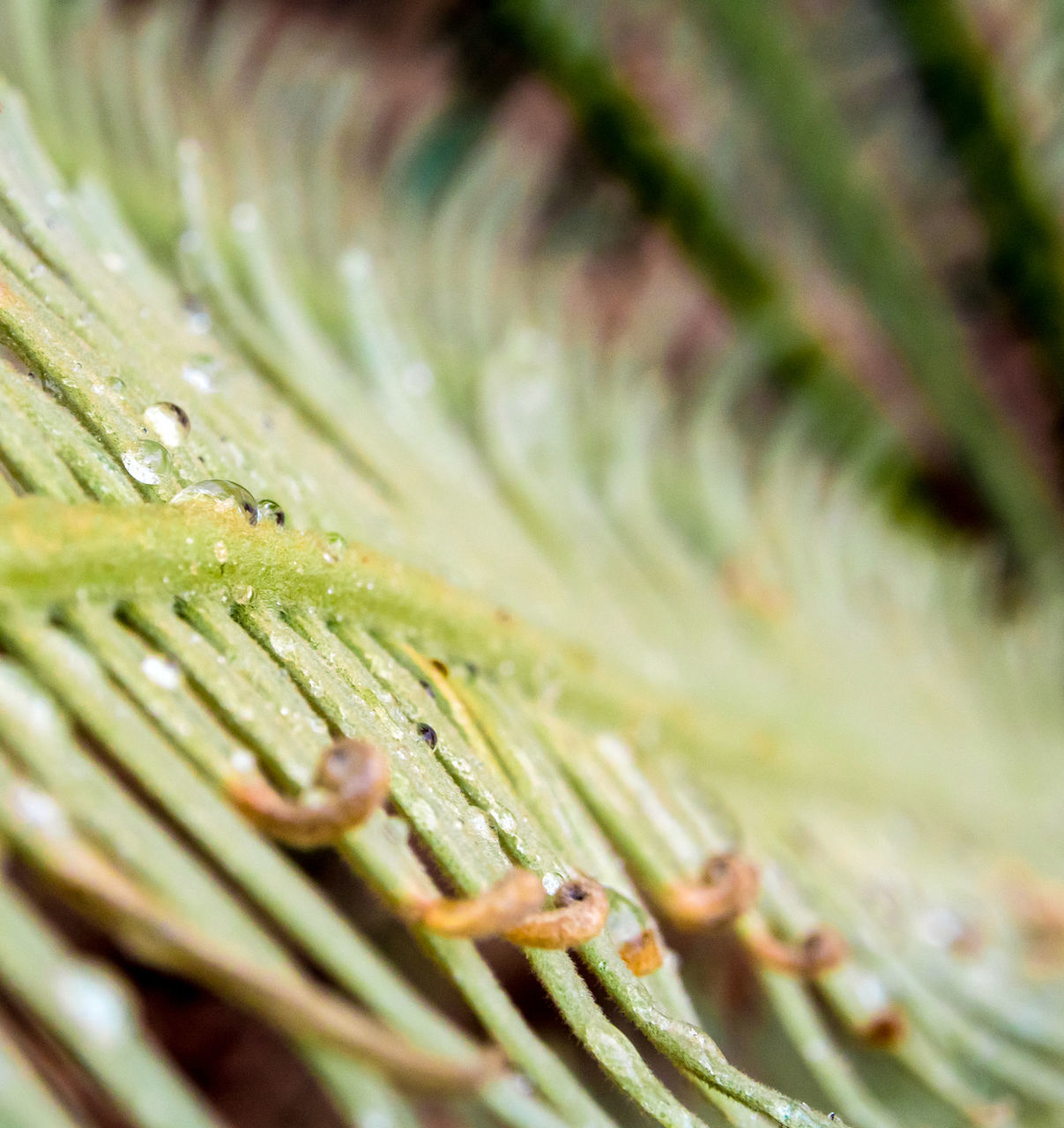 CLOSE-UP OF RAINDROPS ON PLANT