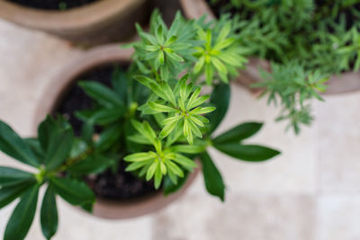 Close-up overhead view of pot plant