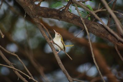 Close-up of bird perching on tree