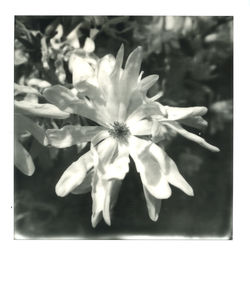 Close-up of flowers blooming outdoors