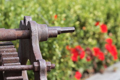 Close-up of metal railing in garden