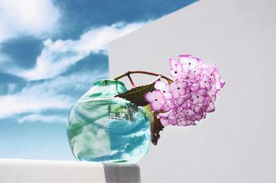 Close-up of insect on pink flower against sky