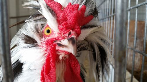 Close-up portrait of cockerel in cage