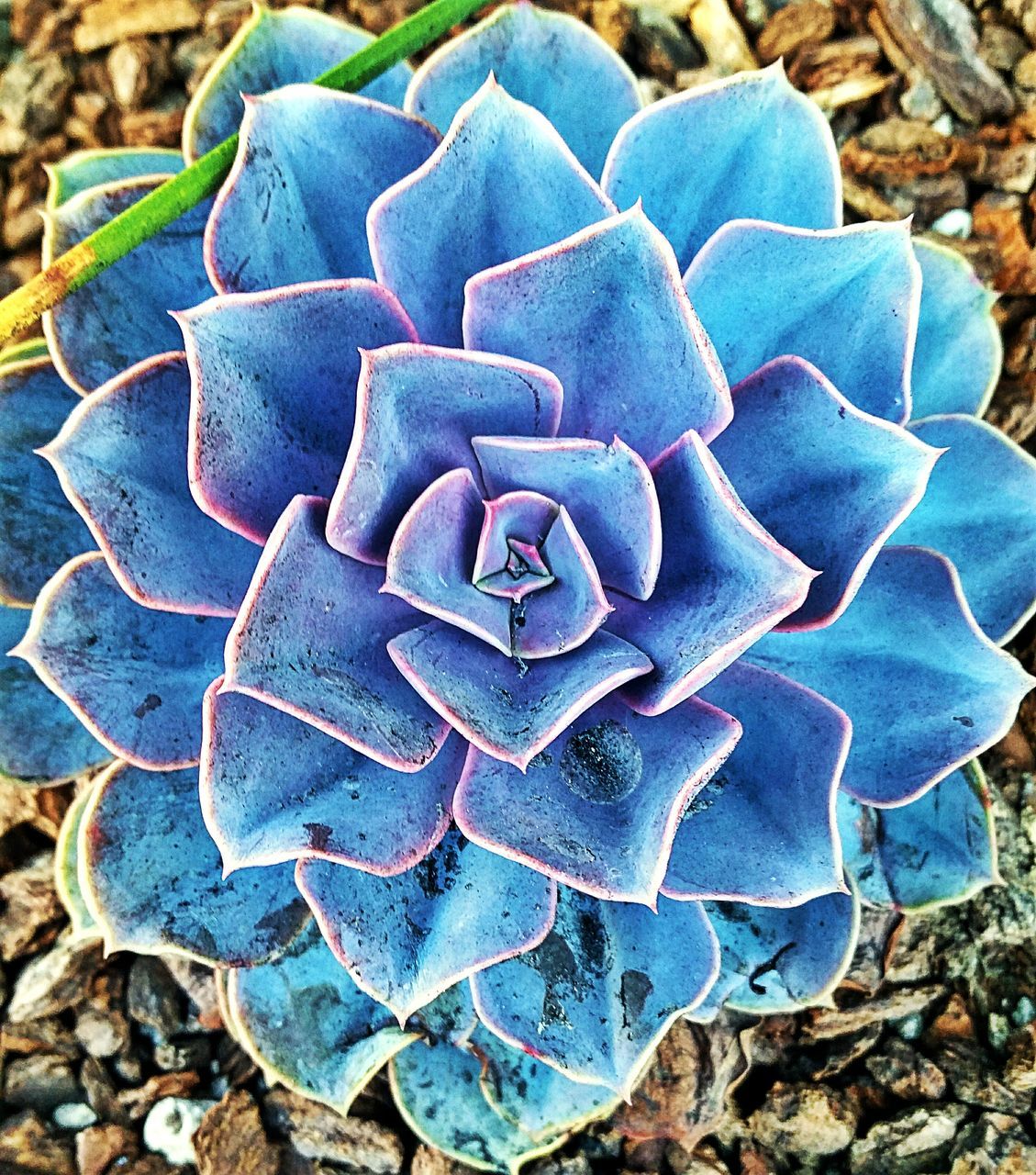 close-up, leaf, blue, high angle view, fragility, nature, natural pattern, growth, purple, plant, day, beauty in nature, pattern, no people, outdoors, field, green color, focus on foreground, directly above, textured