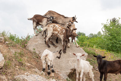 View of a sheep