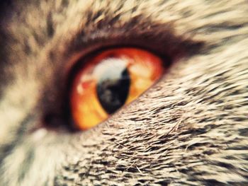 Extreme close up of human eye