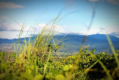 Close-up of plants growing on field against sky
