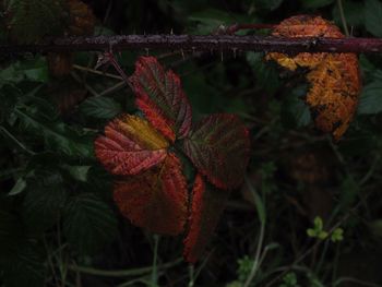 Close-up of autumnal leaves on tree