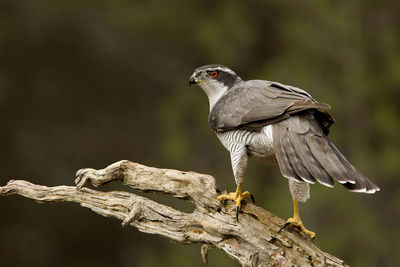 Close-up of bird perching on a tree