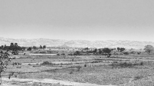 Scenic view of field against clear sky