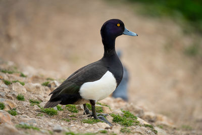 Close-up of duck