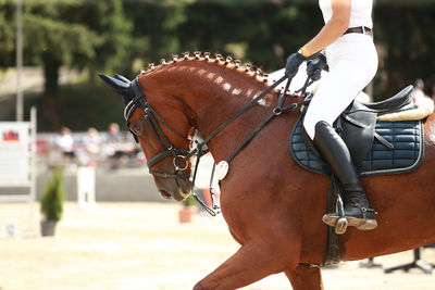 Close-up of horse standing on field