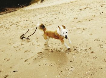 Dog on beach