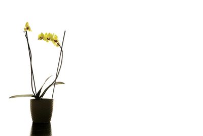 Close-up of plant in vase against white background