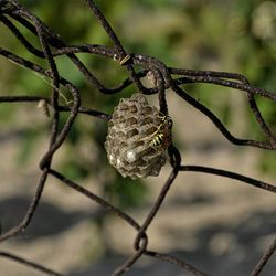 Close-up of twigs