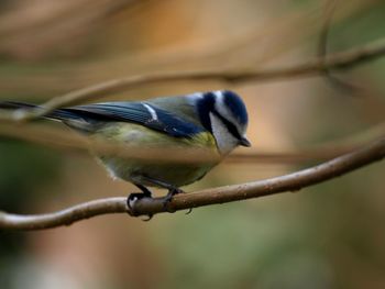 Close-up of bird perching on branch