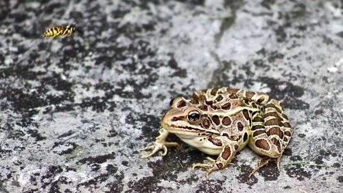 Close-up of frog on rock