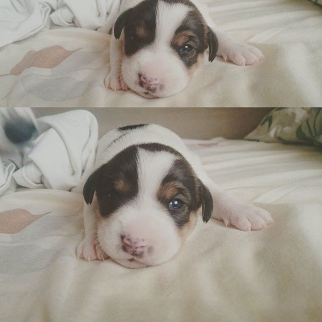 Крысенышоткрылглазки