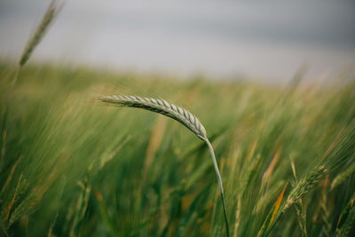 Close-up of wheat growing on field