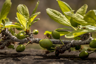 Close-up of fruits growing on tree