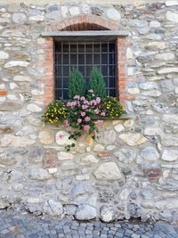 Flowers blooming against window