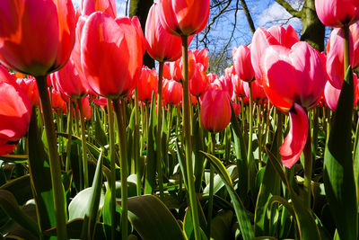 Close-up of red tulips growing in garden