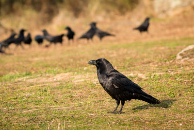 Bird perching on a field