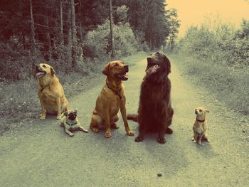 Dogs sitting on road
