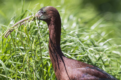 Close-up of a bird on grass