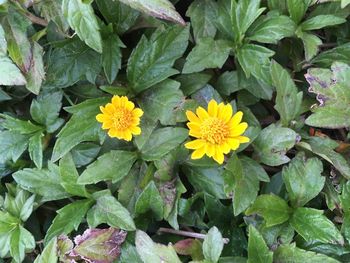 Close-up of yellow flowers blooming outdoors