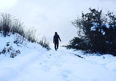 Rear view of man walking on snow covered trees