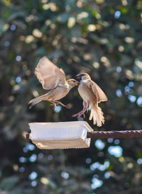 Sparrows flying over feeder outdoors