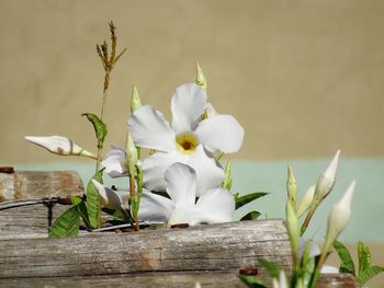 Close-up of fresh flowers