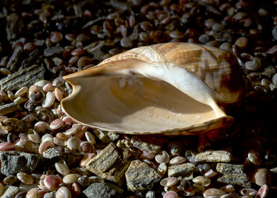 shell
