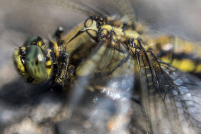 Close-up of insect