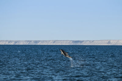 Bird flying over sea against clear sky