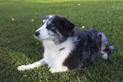 Gorgeous brown eyed grey and white australian shepherd lying down on lawn staring ahead 